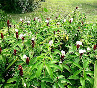Jurong Lake und Gärten