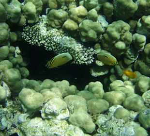 Tschüss mein Schmetterling