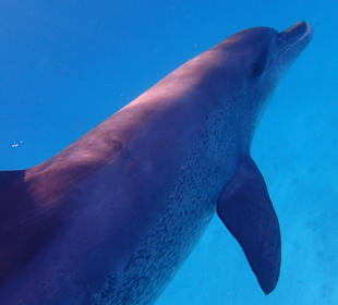 Einmalie Erlebnisse mit Mo´s Delfinen