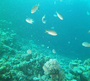 Tauchen bei der DiveConnection über Oototo gebucht