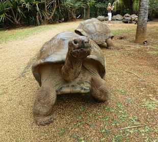 Vanille Crocodile Park