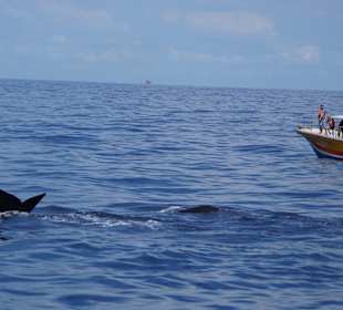 Whale Watching Mirissa