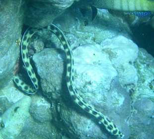 Kleine Muräne am Hausriff Hotel Sol Y Mar Dar El Medina