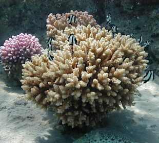 Rotes Meer, Preußenfische