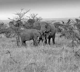 Rodzicielstwo w Serengeti