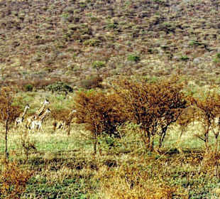 Serengeti