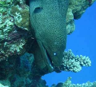 Riesenmuräne beim Hausriff