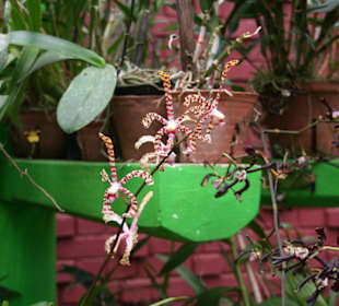 Botanischer Garten Kandy