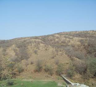 Ranthambore N.P.