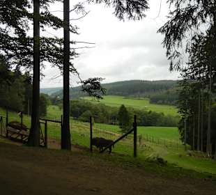 Aussicht Wildpark während der Fahrt