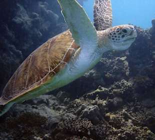 Greent Turtle