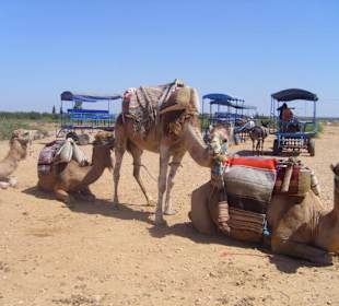Kamel Karawane
