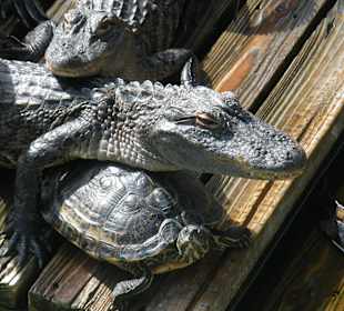 Alle haben sich lieb