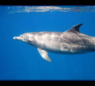 Delphintour 02.05.2012