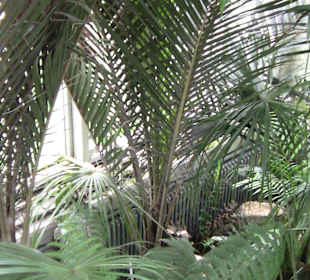 Palme