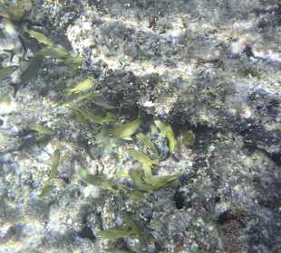 Unter Wasser am Hausriff