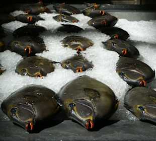 Mußten leider ins Eis beißen