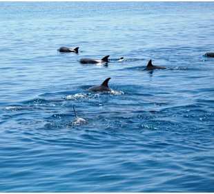 Schnorcheln Hurghada - Delphinschwimmen Rotes Meer