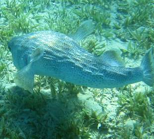 Igelfisch