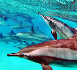 Hotelriff Tulip Resort