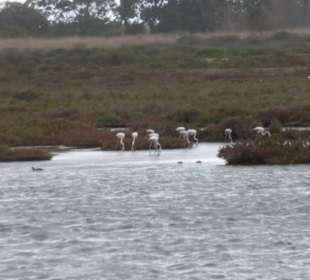 Salinen von Faro: Flamingos bei den Salinen