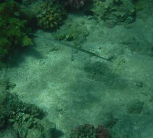 Schnorcheln Abdul Safaga