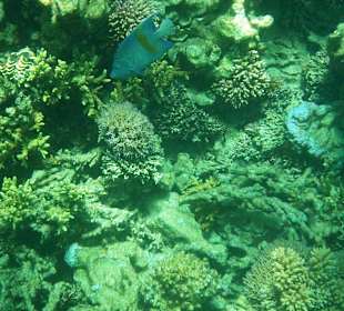 Delfin & Schnorcheltour Hurghada 