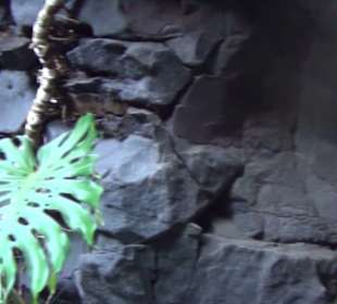 Fundacion Cesar Manrique