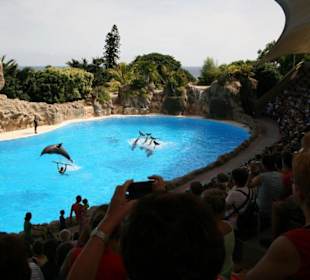 Ausflug nach Loro Parque