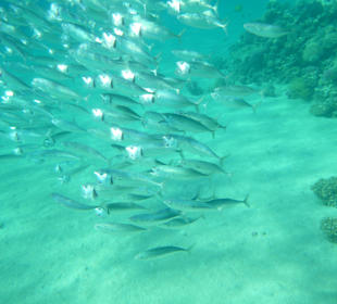 Schnorcheln Makadi Bay