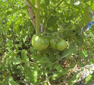 Tomaten des Restaurants im Taurusgebirge