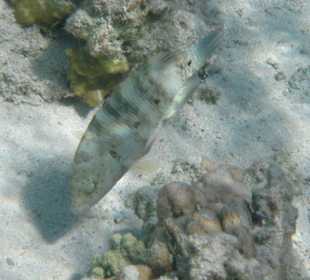 Bannerlippfisch beim Kopf in d. Sand stecken