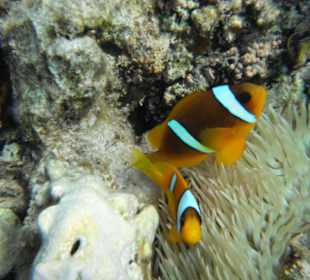 Auch Nemo kann man auf diesem Riff sehen