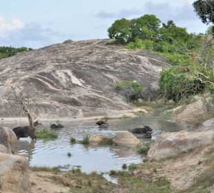Sri Lanka