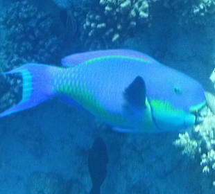 Unterwasserfoto im Hoteleigenem Hausriff