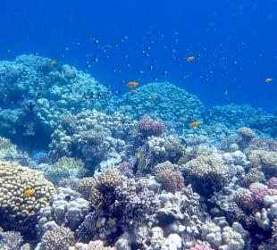 Schnorcheln Makadi Bay