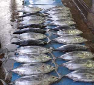 Bentota - Fischmarkt