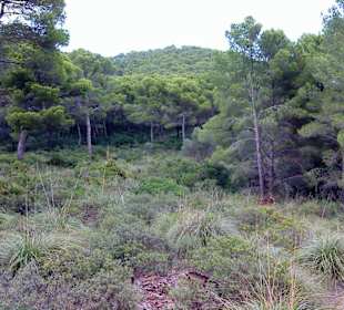 Hügel hinter Caya Guya