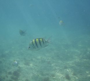 Schnorcheln Bayahibe