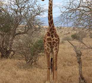Giraffe