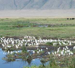 Нгоронгоро