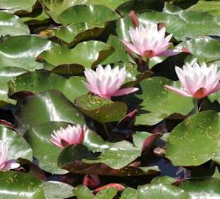 Rundgang durch den Kanalgarten der Eremitage