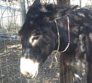 Agia Marina Donkey Rescue