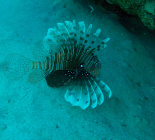 Schnorcheln in Abu Dabbab