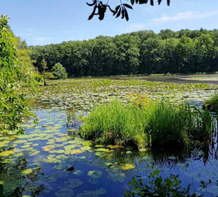 Blick über den See