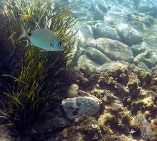 Schnorcheln bei den Felsen am Ruhestrand 