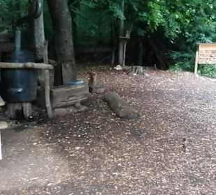 Waldwichtel Eninger Weide