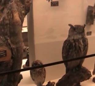 Naturhistorisches Museum