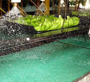 Sprühbad gegen Pilzbefall