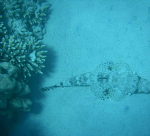 Krokodilfisch